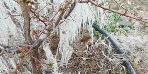 خسارت ۵۷ هزار میلیارد ریالی به بخش کشاورزی آذربایجان‌شرقی/ از ۴۳ بلایای طبیعی دنیا،۳۲ نوع در ایران رخ می‌دهد