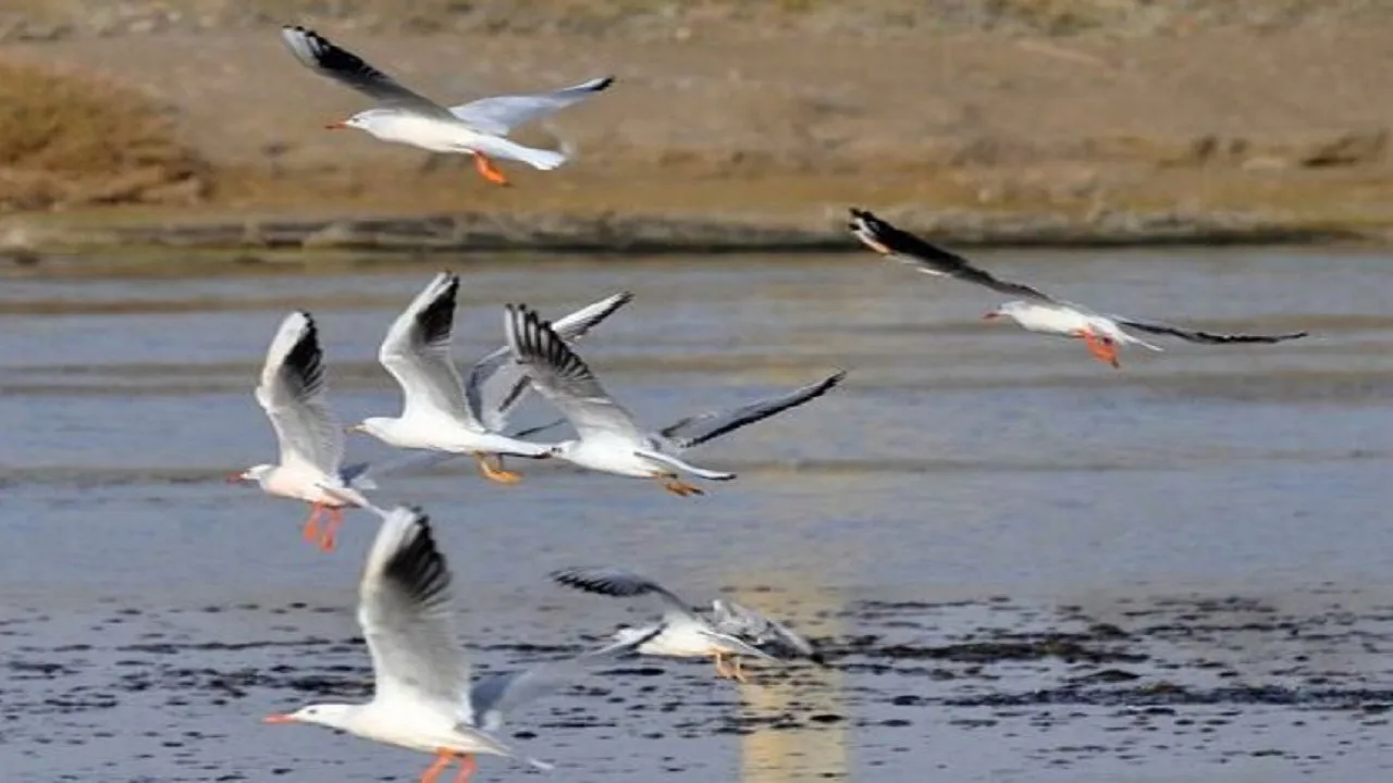 گروه‌های واکنش سریع دامپزشکی به حالت آماده باش درآمدند