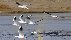 گروه‌های واکنش سریع دامپزشکی به حالت آماده باش درآمدند