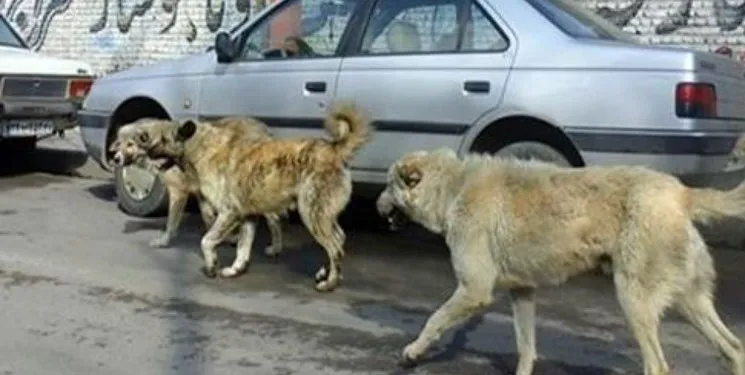 سگ گزیدگی بحران جدی شهروندان تبریزی/  شهروندان تبریزی، خواب شهر را به هم زدند