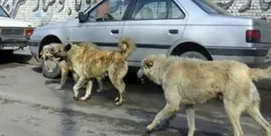 سگ گزیدگی بحران جدی شهروندان تبریزی/  شهروندان تبریزی، خواب شهر را به هم زدند