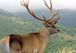 عباس نژاد: انقراض نسل مارال کذب است/ رهاسازی گونه های جانوری یک رویه علمی و طبیعی است/در حال انجام سرشماری جدید هستیم