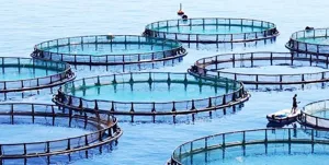 تولید شیلات و آبزیان در آذربایجان‌شرقی به ۸۶۰۰ تن رسید/ پرورش آرتمیا در آذربایجان