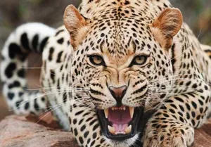 حمله پلنگ به زن ۳۸ ساله ای در بخش کاغذکنان میانه