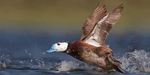 بازگشت زندگی به تالاب بین المللی قوریگل/ پذیرایی از 92 گونه پرنده به ویژه اردک‌های سر سفید