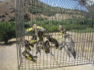 کشف انواع پرنده‌ی غیرمجاز از یک مغازه‌ی پرنده فروشی در بازار روز تبریز