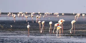 هشدار درباره طرح پیشنهادی احداث باغ های انگور در حوضه دریاچه ارومیه/ ممنوعیت‌های حوضه دریاچه ارومیه