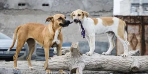 سگ ولگرد 5 نفر را در تبریز راهی بیمارستان کرد