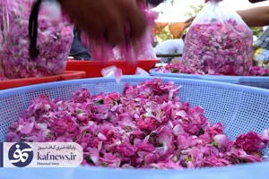 اسکو قطب تولید گل محمدی کشور