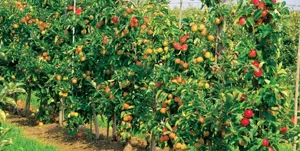 سطح زیر کشت حوضه دریاچه ارومیه 600 هزار هکتار است