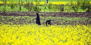 تغییر الگوی کشت در اراضی زراعی حوضه دریاچه ارومیه