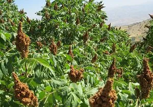 ۵۰۰ تن سماق در هوراند برداشت شد