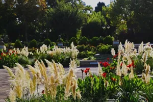 تدارک پاییزی تبریز با کاشت دو میلیون بوته گل/همه چیز برای رسیدن سلطان فصل‌ها مهیاست