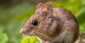 جزئیات تاخیر در هواپیمای تبریز- تهران