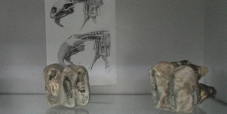 منطقه فسیلی مراغه بهشت فسیل شناسان جهان