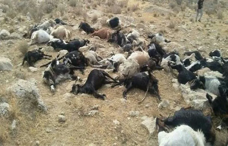 لاشه‌ گوسفندان روستای داران جمع آوری شدند/ مشکل آلودگی آب رفع شده است