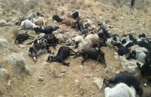 لاشه‌ گوسفندان روستای داران جمع آوری شدند/ مشکل آلودگی آب رفع شده است