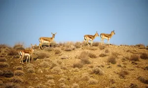 جمعیت حیات وحش کشور سیر صعودی دارد