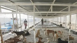 پناهگاه حیوانات شهرداری تبریز در مراحل پایانی ساخت است