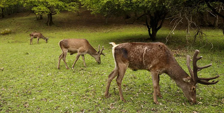 شکار غیرمجاز گونه‌های حیوانی کمیاب در مناطق حفاظت‌شده کلیبر و خداآفرین