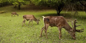 شکار غیرمجاز گونه‌های حیوانی کمیاب در مناطق حفاظت‌شده کلیبر و خداآفرین