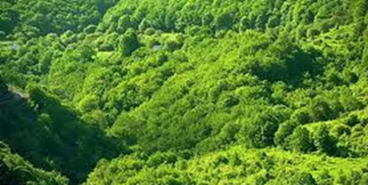 ایران جزء کشور‌های فقیر از لحاظ پوشش جنگلی است/ سرانه جنگلی 3.6 درصدی آذربایجان‌شرقی