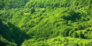 ایران جزء کشور‌های فقیر از لحاظ پوشش جنگلی است/ سرانه جنگلی 3.6 درصدی آذربایجان‌شرقی