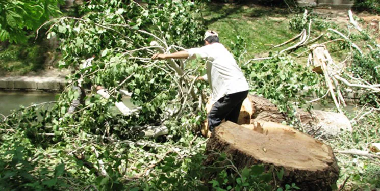 برخورد شهرداری تبریز با قطع شبانه درخت در باغ توت