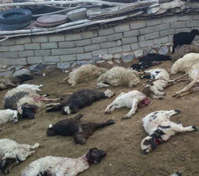 سیانور؛ قاتل احشام منطقه/ \"در\" کارگاه های استحصال طلا را گل بگیرید!