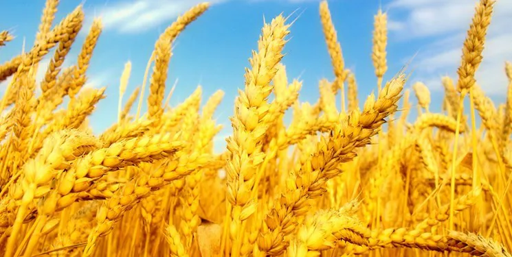 افزایش ۶۴ درصدی خرید گندم در آذربایجان شرقی