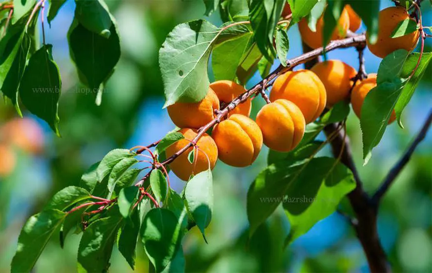 ۲۵ سال تحقیق و تولید هشت رقم جدید زردآلو