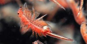 تنها موجود زنده دریاچه ارومیه در جدال مرگ و زندگی