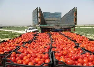 106میلیون دلار کالای کشاورزی از گمرکات آذربایجان شرقی صادر شد