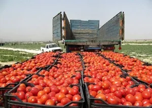 148 میلیون دلار کالای کشاورزی از آذربایجان شرقی صادر شد