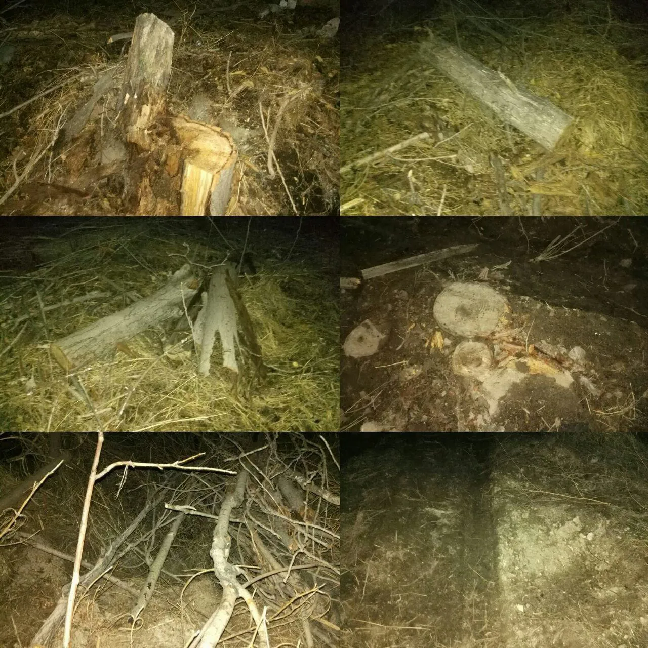 تمامی درختان قطع شده سه راهی 29 بهمن تبریز خشک شده بودند