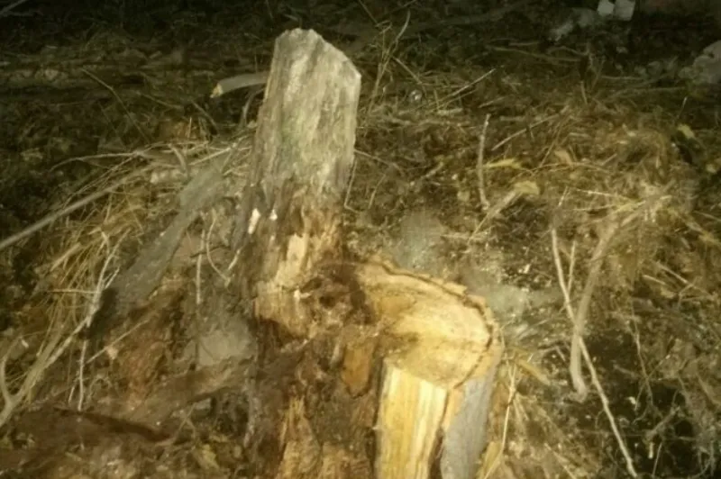 تبریز در کام بی‌تدبیری مسوولانش/ درختانی که قربانی افکار تجاری‌سازان شدند