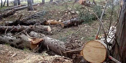 تیشه بر ریشه ریه‌های تنفسی تبریز/ نوشدارو بعد از مرگ سهراب