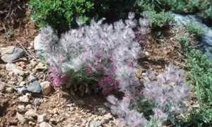 شناسایی ۴۵۰ گونه از گیاهان دارویی در آذربایجان شرقی