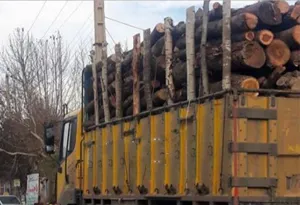 18 تن چوب قاچاق در اهر کشف شد
