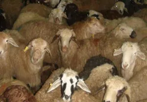 کشف 220 راس دام قاچاق در ملکان
