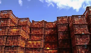 توزیع میوه شب عید در استان آذربایجان شرقی آغاز شد