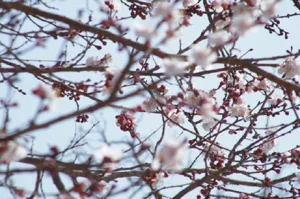 هشدار جهاد کشاورزی آذربایجانشرقی در مورد سرمازدگی درختان