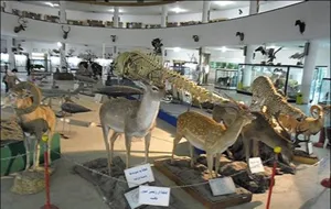 بازدید از موزه تاریخ طبیعی تبریز 12 و 13 فروردین رایگان است