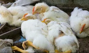 احتمال شیوع دوباره آنفولانزا در بناب وجود دارد