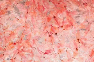 بازگشت آرتمیا به دریاچه ی ارومیه