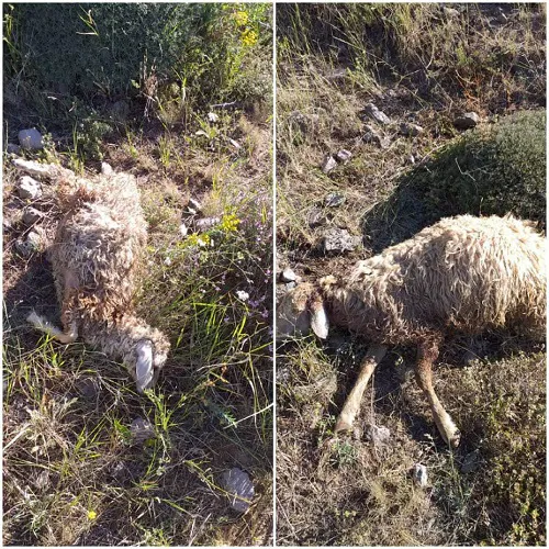 تلف شدن 30 گوسفند در ورزقان بر اثر حمله گرگ‌ها