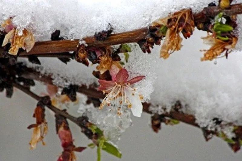 خسارت 1750 میلیارد تومانی سرمای دیررس به باغات آذربایجان شرقی