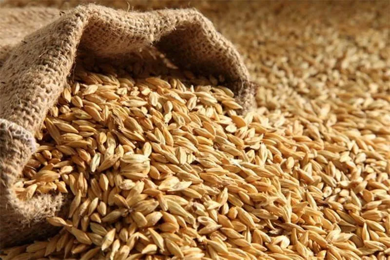 شرکت واردکننده جو دامی در آذربایجان‌شرقی ۱۵۶ میلیارد ریال جریمه شد