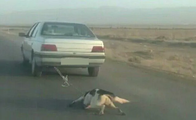 حیوان آزاری چه مجازاتی دارد؟