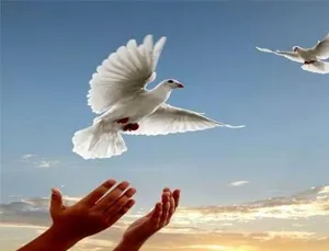 بخشش جوان محکوم به اعدام در مراغه